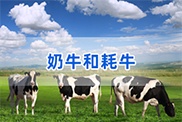 安庆牛类动物鉴定
